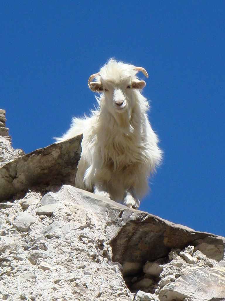 PRANIE KASZMIRU - INSTRUKCJA